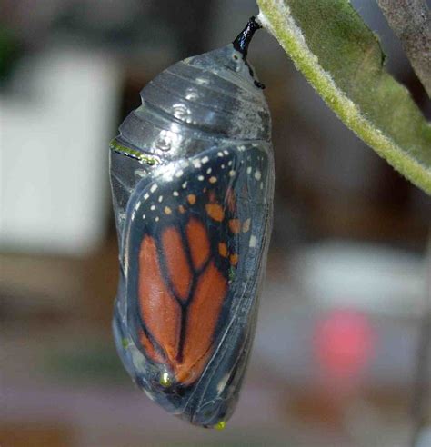Chrysalis .